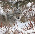 Wolf-Livestock Conflict Prevention grant deadline extended