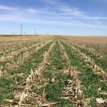 How cover crops impact yield