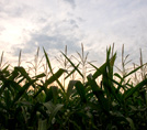 Hard red winter wheat struggling in the Plains