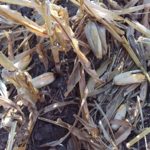 Downed corn causes yield losses