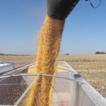 Central Nebraska farmer reports exceptional corn yields