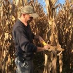 Downed corn causes challenges