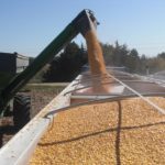 New world record corn yield confirmed in NCGA contest
