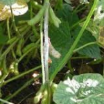 Managing white mold takes a combination of strategies