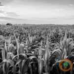 Report helps US farmers and international corn buyers 