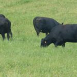 South Dakota cattlemen optimistic in spite of drought