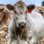 Grazing stalks can give cattle producers an economic boost