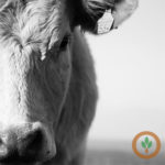 Cattle futures higher on technical support