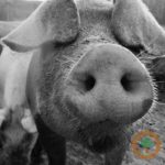 Lean hog futures higher on technical support
