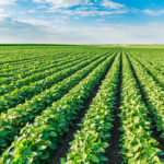MU training dates for dicamba & 2,4-D application
