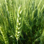 Colder temperatures might be a shock to winter wheat