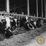 November U.S. milk production goes up