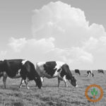 Managing transition cows well improves herd health and the bottom line
