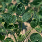 Monsanto official comments on dicamba cut-off dates