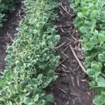 Arkansas lawmakers ask panel to reconsider dicamba restrictions