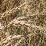 Sub-zero temps a concern for southern Plains wheat crop