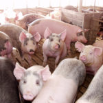 Production costs key for livestock producers