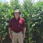 Japanese beetles a concern going into 2018