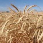 Russia catalyst for huge global wheat supply