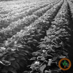 Nebraska agronomist expects big increase in dicamba soybeans