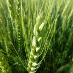Wheat growers: Keep NAFTA in place