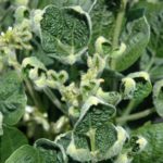 ISU weed scientists are sticking with their dicamba recommendations