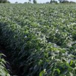 Yield winner nears 100-bushel soybeans