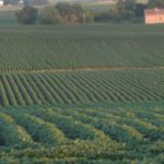 High oleic soybeans achieve final global regulatory milestone