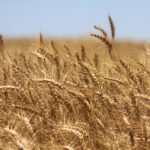 Wheat winterkill a concern, but too soon to say how much