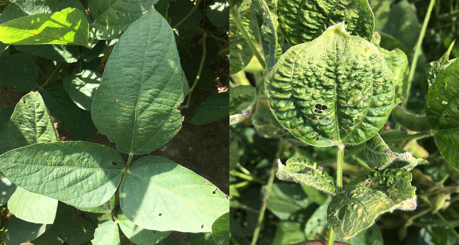 Soybean research lost to dicamba drift damage Brownfield Ag News