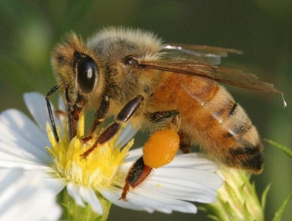 Michigan State University highlights pollinator-friendly practices ahead of beekeeping conference