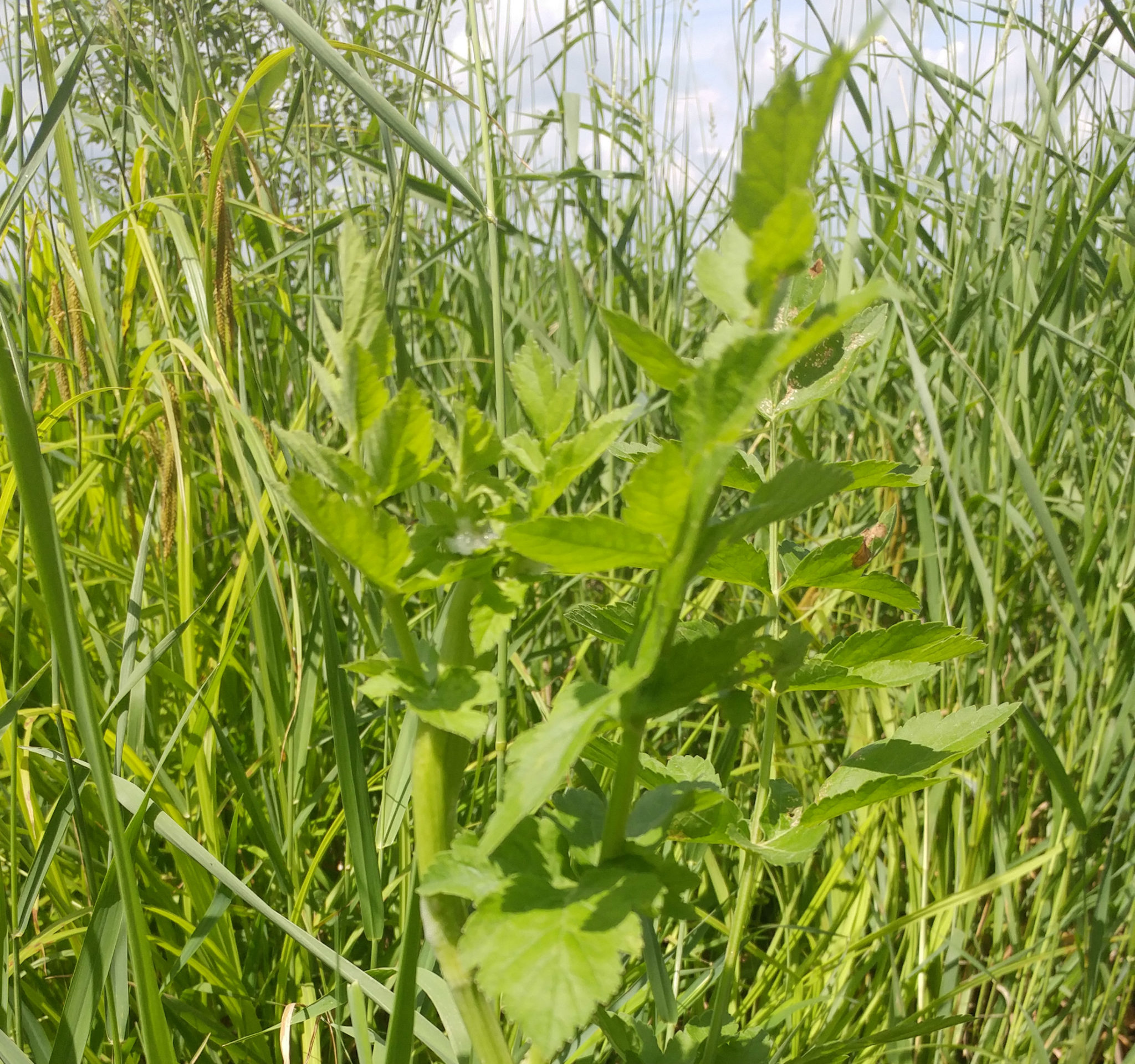 Midwest weather extremes fueling toxic weed growth