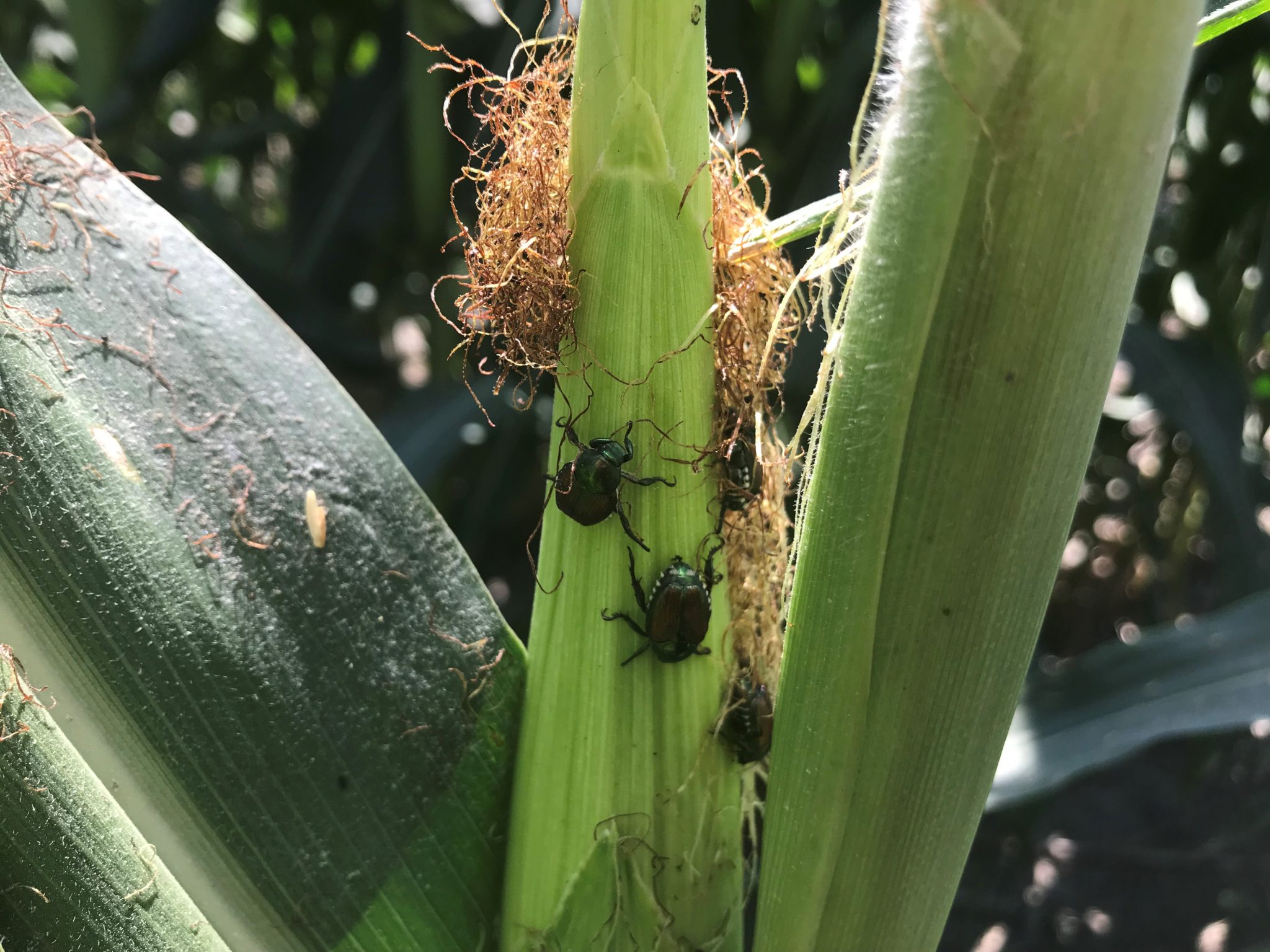 Summer insect threats emerging in corn fields