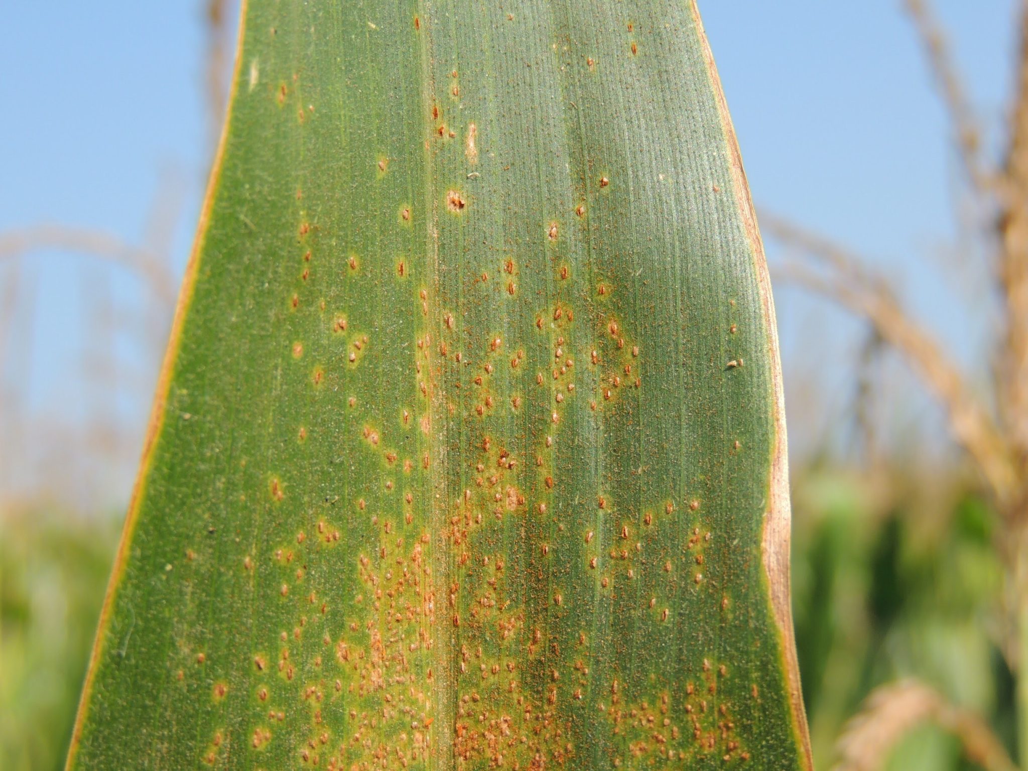 Southern rust “blowing up” in southern Minnesota corn