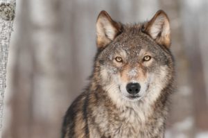 Gray wolf bill gains traction as farmers rally for state management and livestock protection