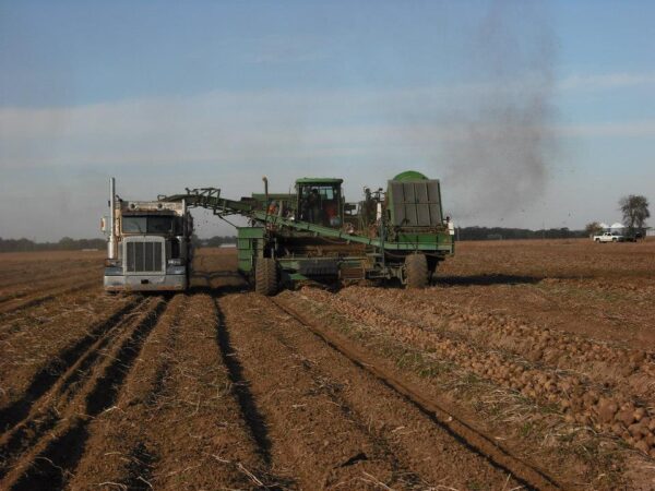Michigan potato farmers beat the rain: Walther Farms recap harvest