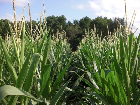 Anthracnose, tar spot among diseases spreading in eastern Iowa corn