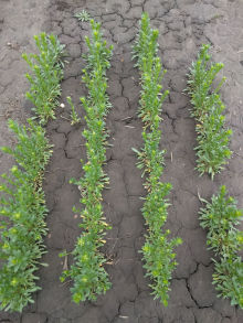 Minnesota farmers eye crop shifts to enter sustainable aviation fuel market