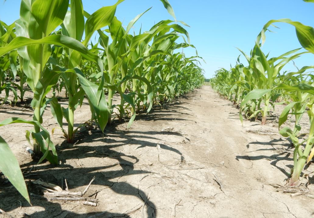 Minnesota grower targets July 4 finish for nitrogen and herbicide applications