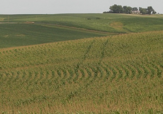 Government payments help stabilize southern Minnesota land market