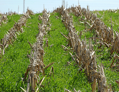 Crop Information - Planting & Harvesting