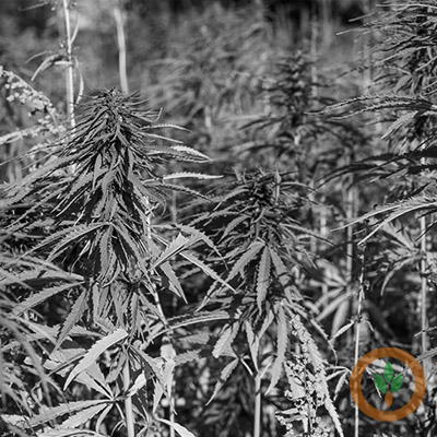 Klobuchar looks to boost industrial hemp research funding