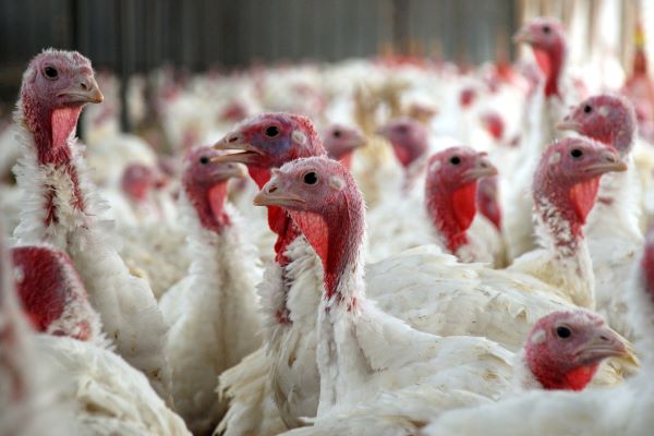 Güney Dakota’daki bir hindi çiftliğinde HPAI virüsü doğrulandı