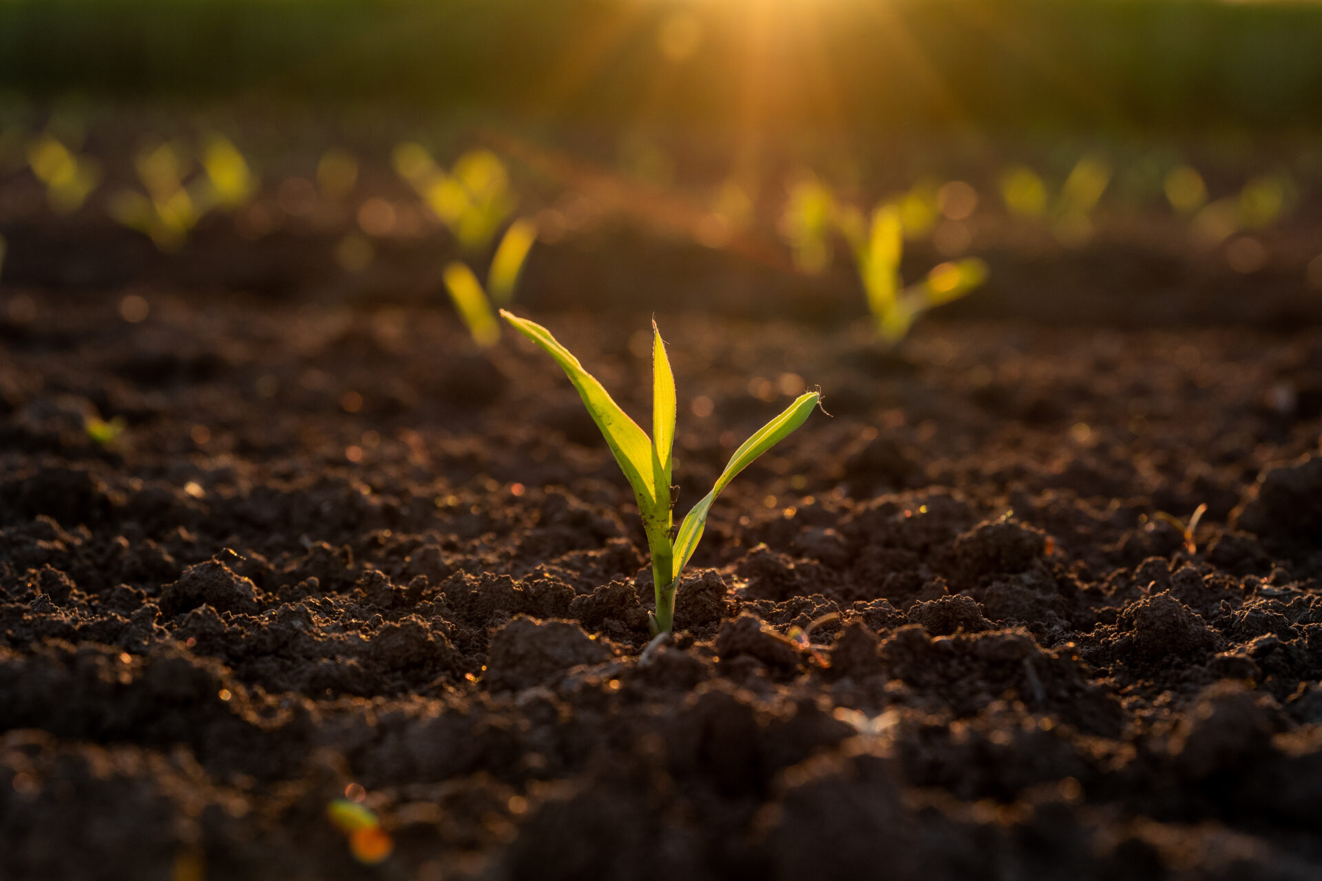 Evaluate early corn stands - Brownfield Ag News