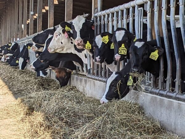 Dairy Innovation Hub researchers share findings at symposium