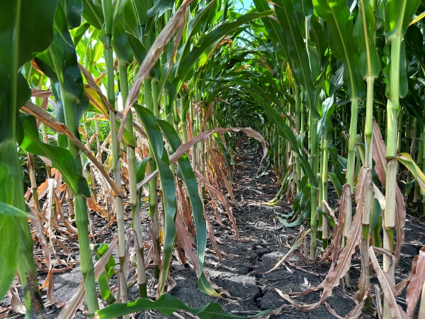 Drought Enters Fourth Straight Year For Growers Brownfield Ag News 5301