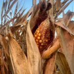 Tennessee harvest progressing through dry conditions