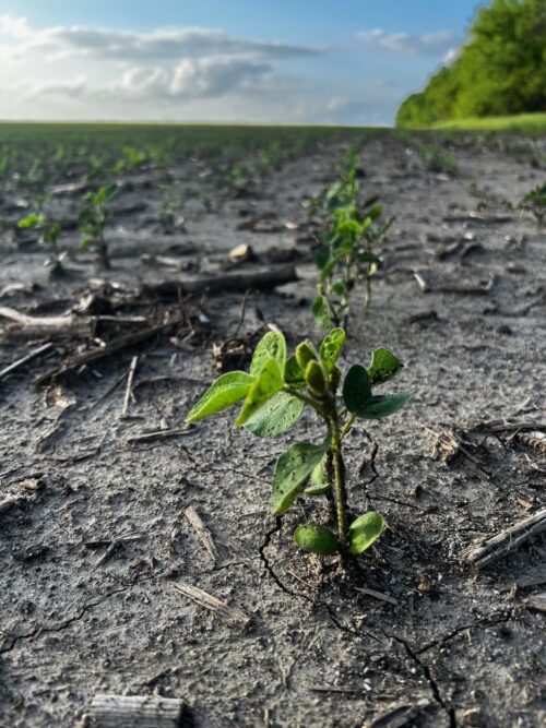 Late soybeans? Plant them Brownfield Ag News
