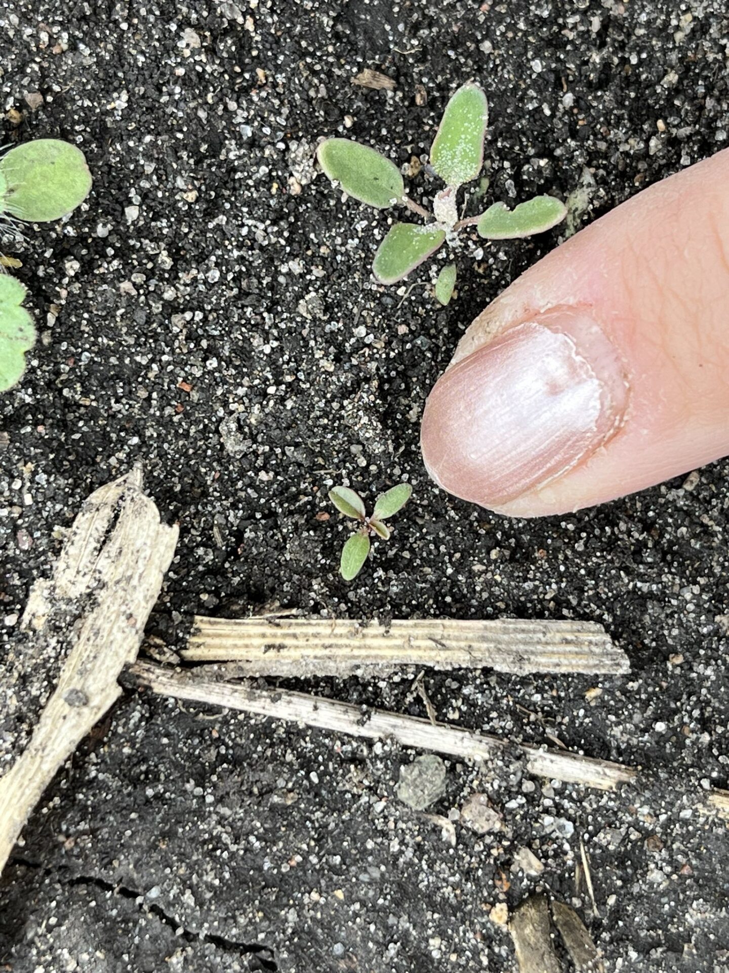 Agronomist warns weed control tougher after wet, delayed spring
