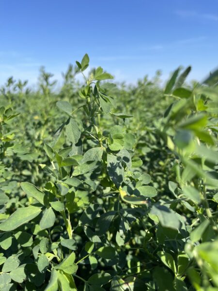 Manure injection better for soil health – Brownfield Ag News
